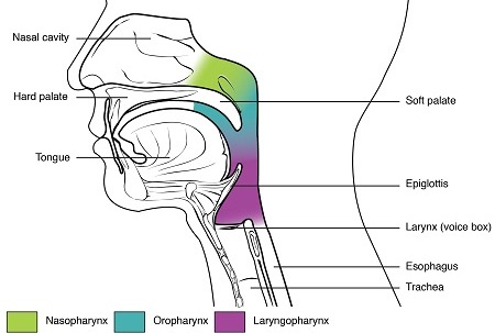 vocal diagram 